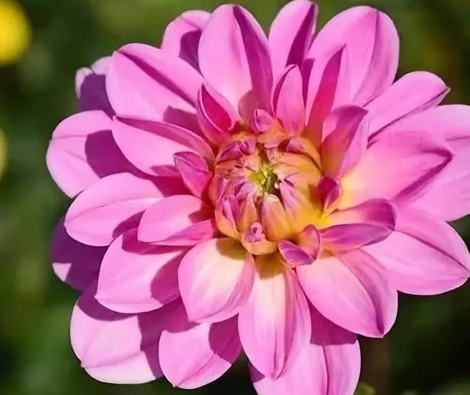 綠化工程：你知道白酒也能養花嗎