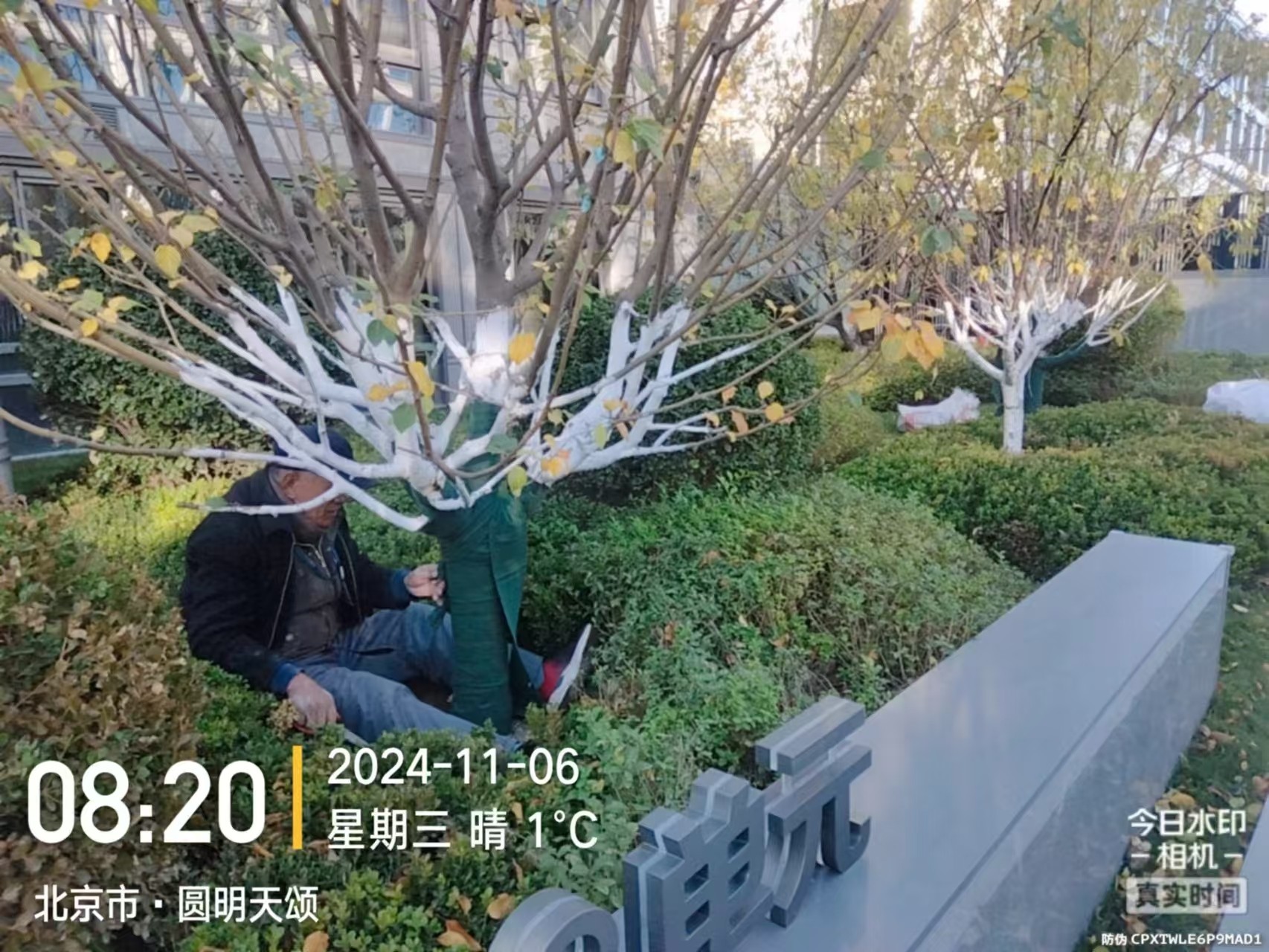 《北京天宏園林綠化黄色草莓软件-草莓视频黄色软件下载-草莓视频黄色软件-污草莓视频下载：冬季綠化養護之大樹涂白》