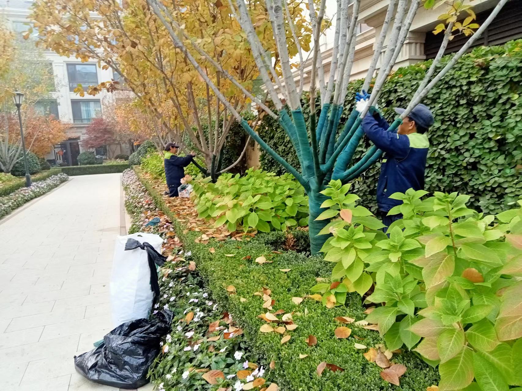 《北京天宏園林綠化黄色草莓软件-草莓视频黄色软件下载-草莓视频黄色软件-污草莓视频下载：冬季綠化養護之樹木纏桿》